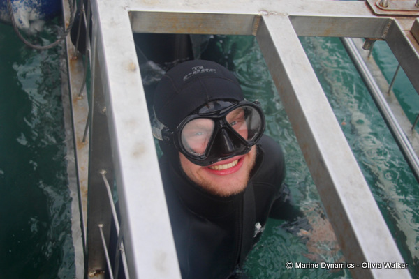 shark cage diving, South Africa