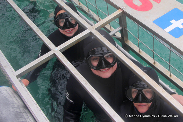 shark cage diving, South Africa