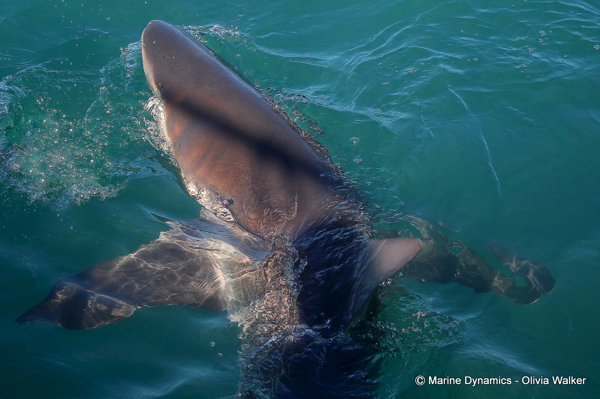 Bronze Whaler shark, South Africa