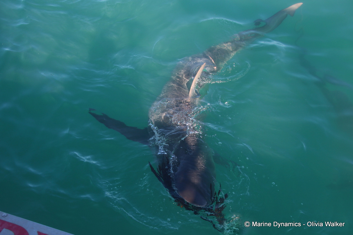 Bronze Whaler shark, South Africa