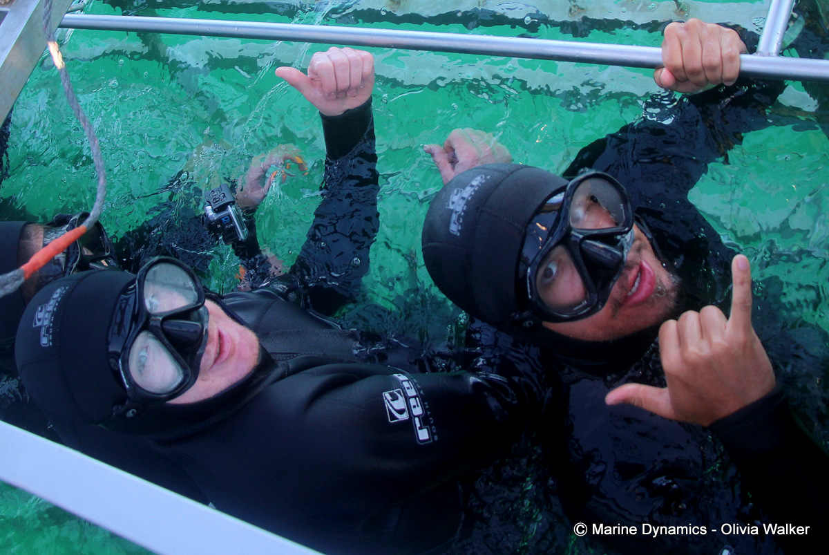 shark cage diving, South Africa