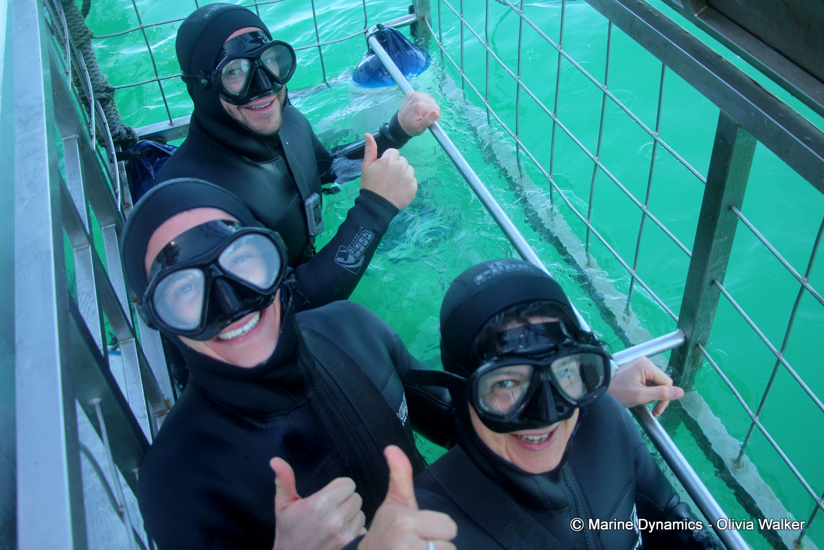 shark cage diving, South Africa