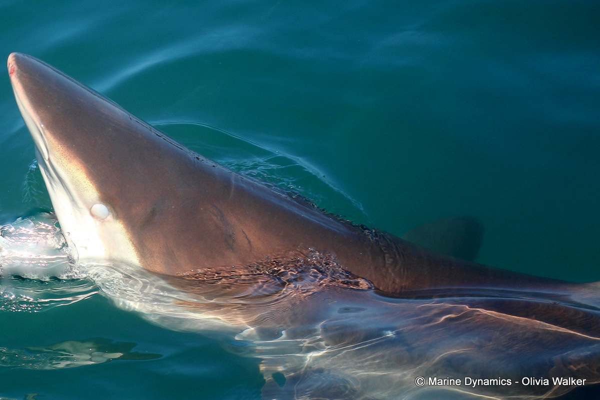 Bronze Whaler shark, South Africa