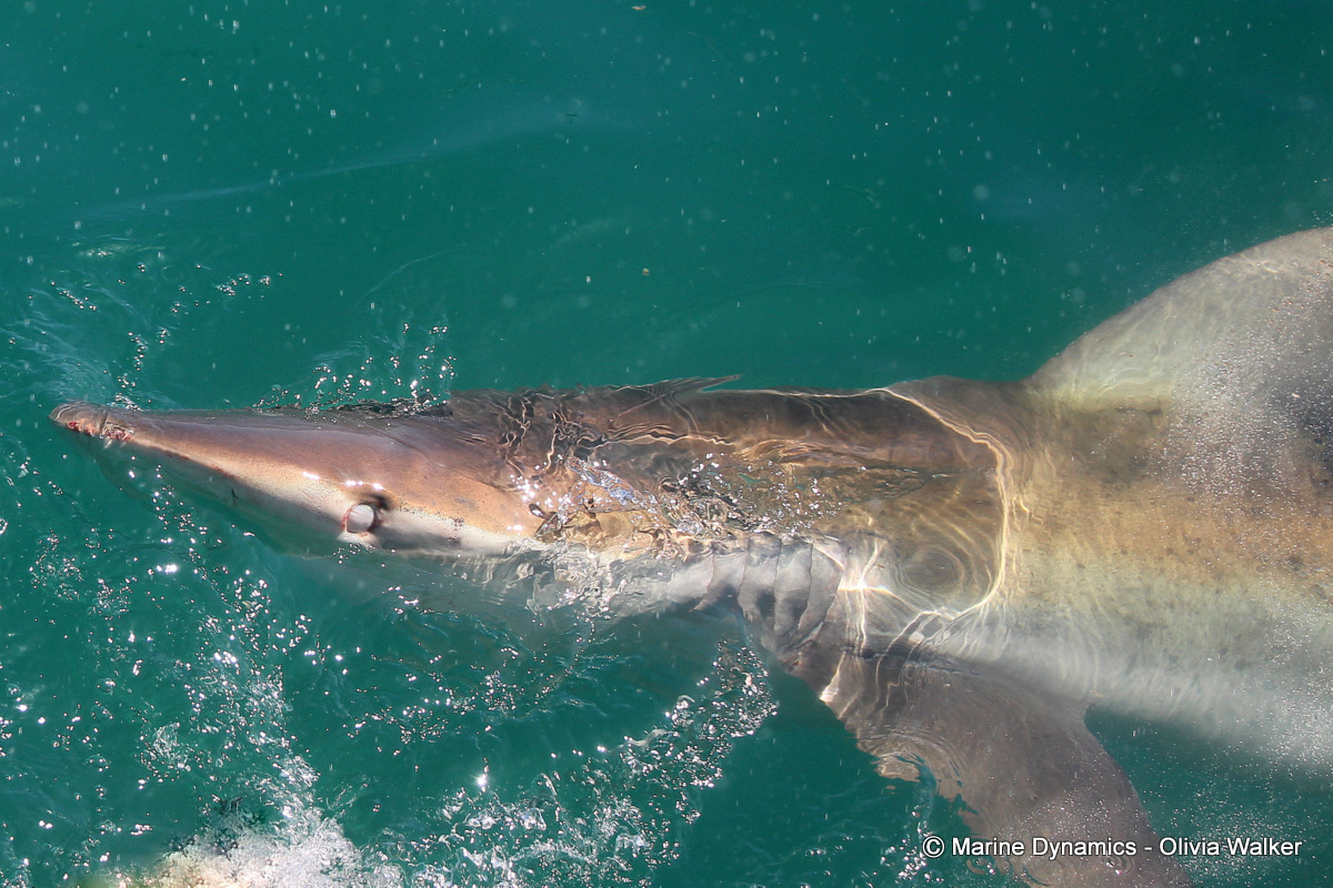 Bronze Whaler shark, South Africa