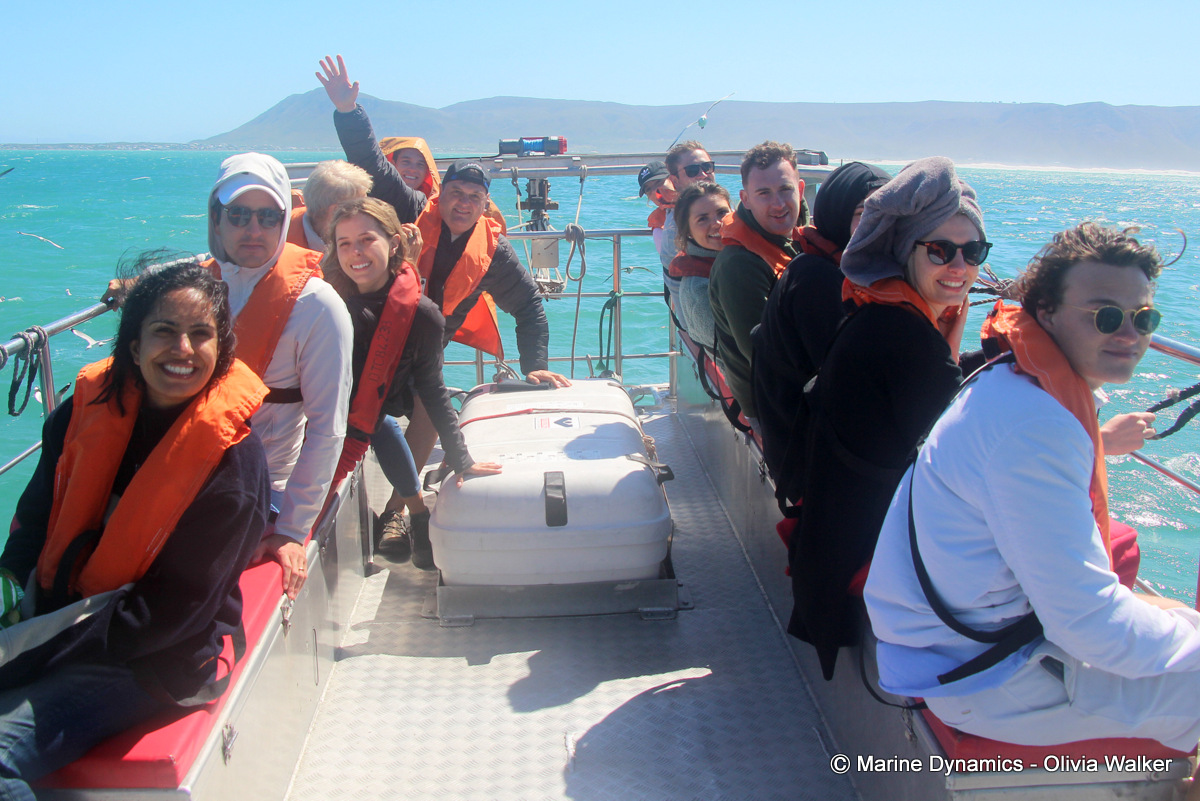shark cage diving, South Africa