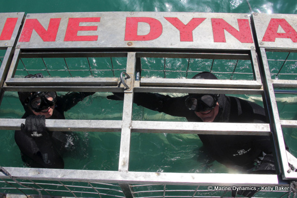 shark cage diving, South Africa