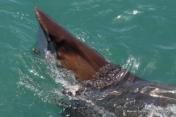 Bronze Whaler shark, South Africa