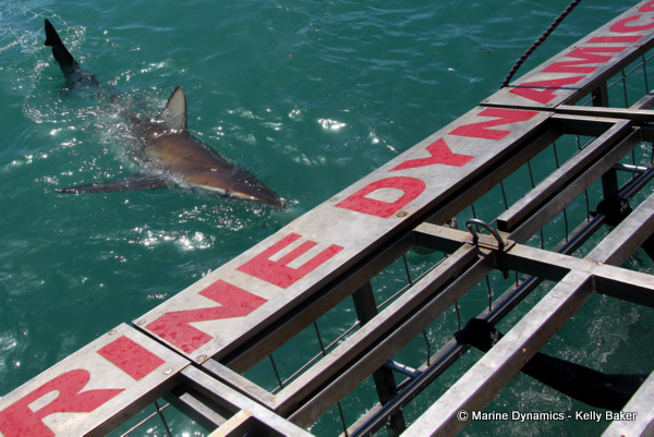 Bronze Whaler shark, South Africa