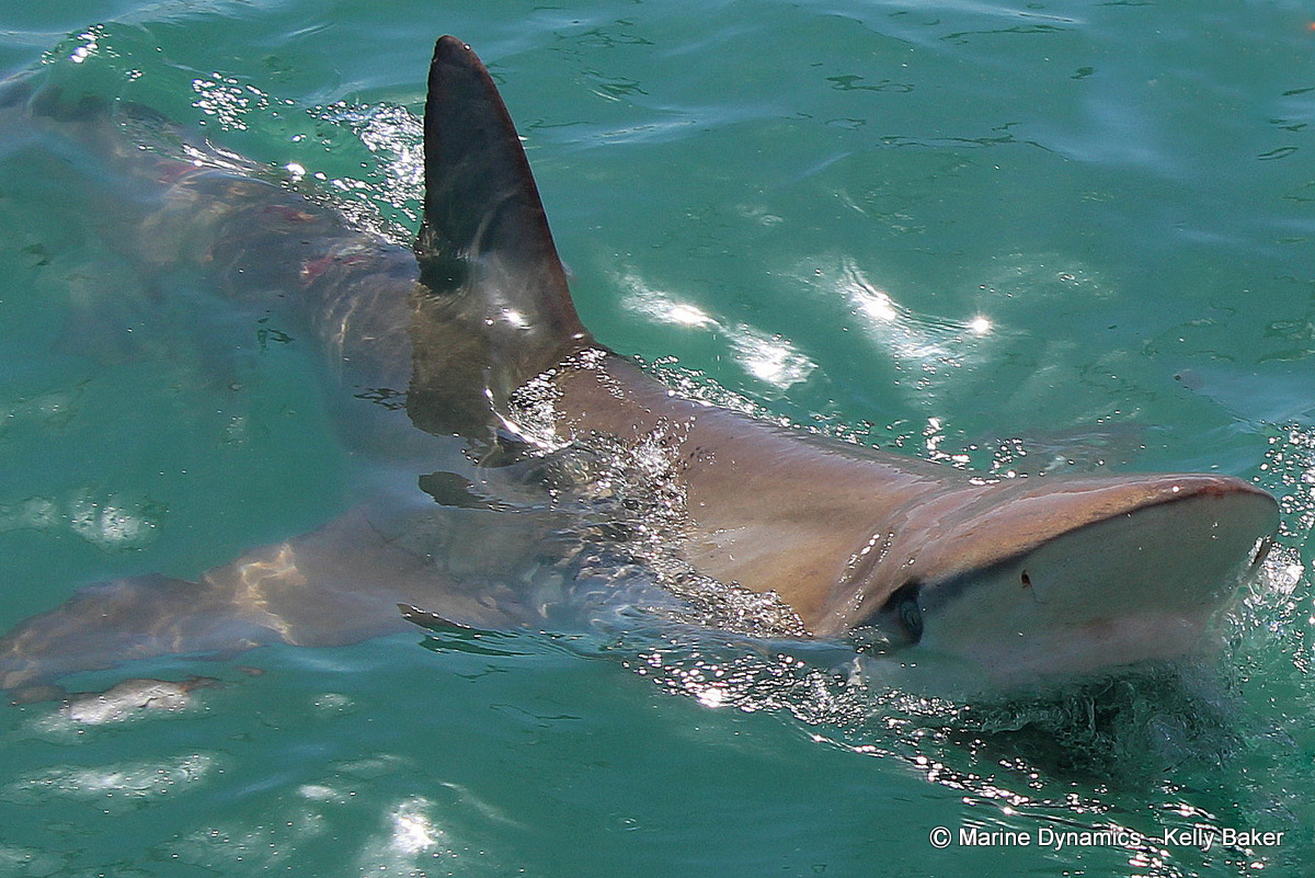 Bronze Whaler shark, South Africa