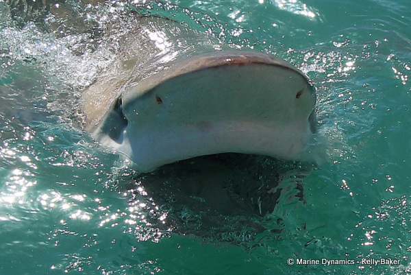 Bronze Whaler shark, South Africa