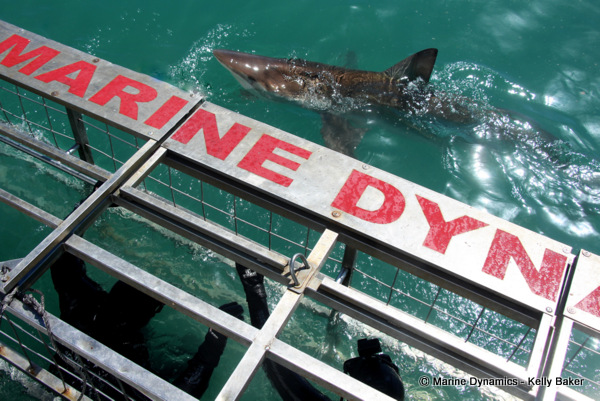 Bronze Whaler shark, South Africa