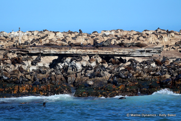Cape Fur seals, South Africa