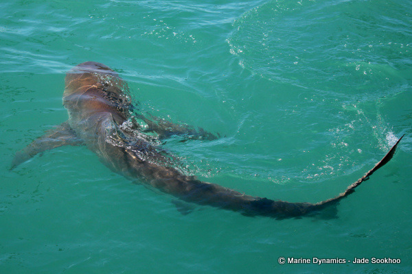 Bronze Whaler shark, South Africa