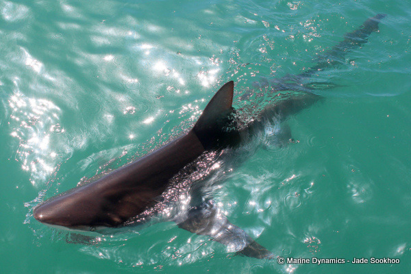 Bronze Whaler shark, South Africa
