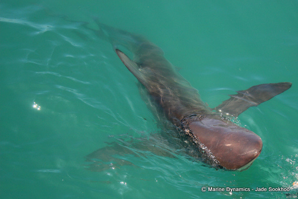 Bronze Whaler shark, South Africa