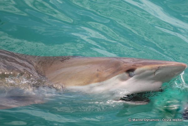 Bronze Whaler shark, South Africa