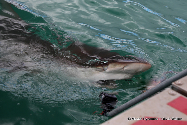 Bronze Whaler shark, South Africa