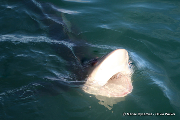 Bronze Whaler shark, South Africa