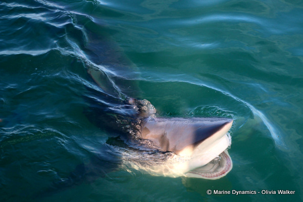 Bronze Whaler shark, South Africa