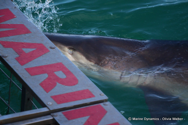 Bronze Whaler shark, South Africa