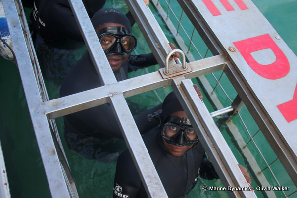 shark cage diving, South Africa