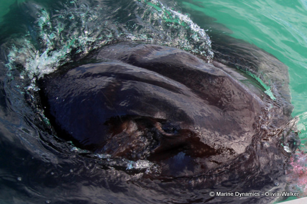 Short-Tail stingray, South Africa