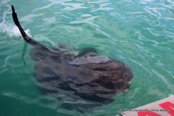 Short-Tail stingray, South Africa