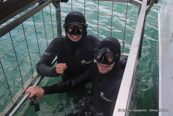 shark cage diving, South Africa