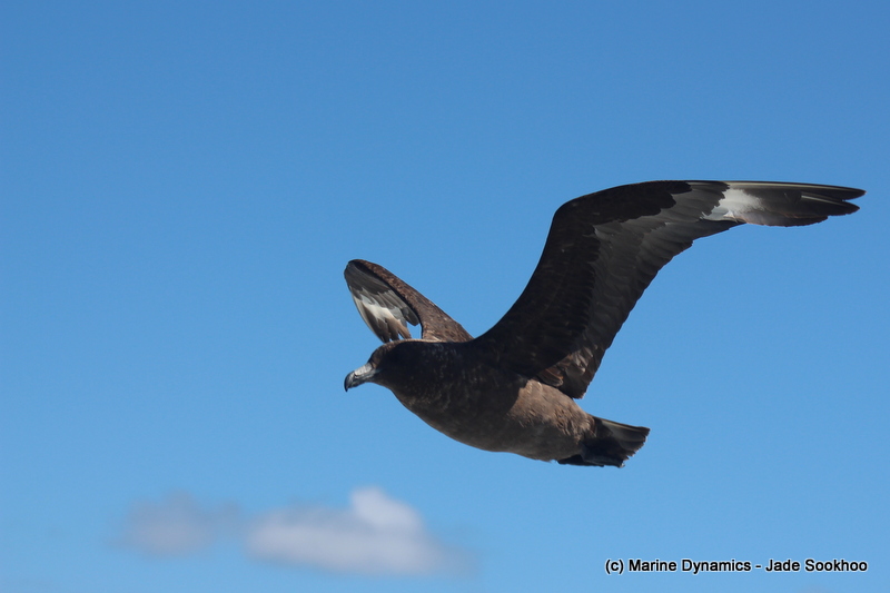 Sub Antarctic Skua, South Africa