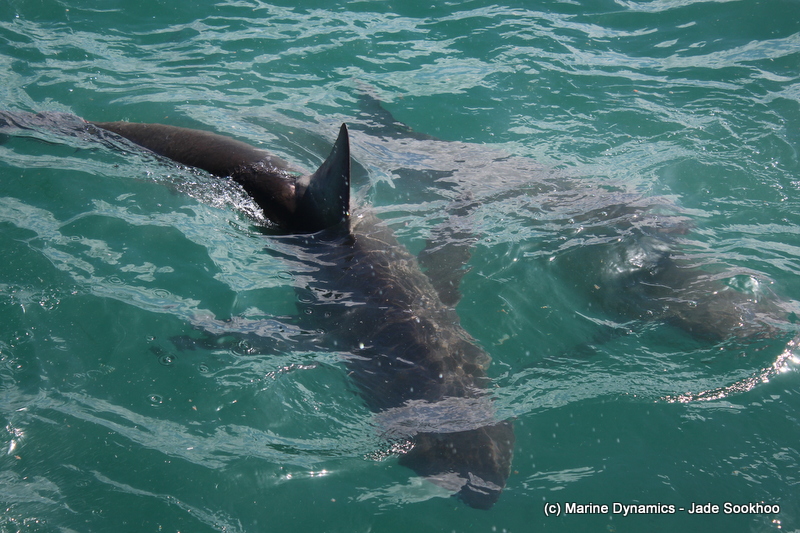 Bronze Whaler shark, South Africa