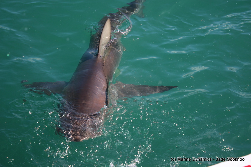 Bronze Whaler shark, South Africa