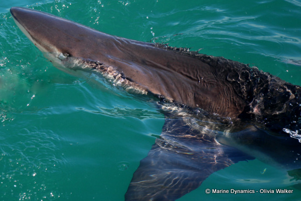 Bronze Whaler shark, South Africa