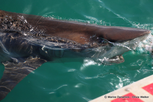 Bronze Whaler shark, South Africa