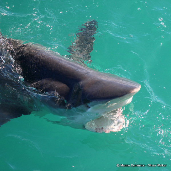 Bronze Whaler shark, South Africa