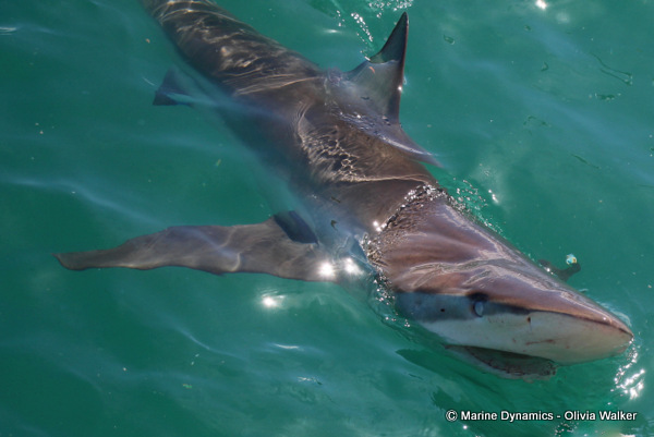 Bronze Whaler shark, South Africa