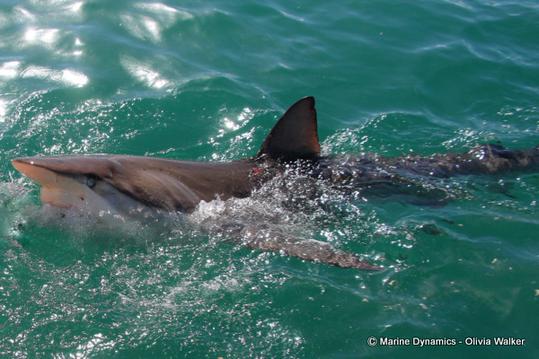 Bronze Whaler shark, South Africa