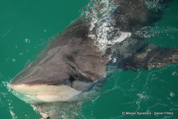 Bronze Whaler shark, South Africa