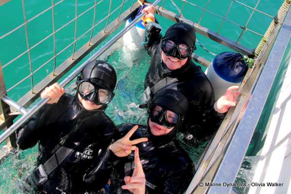 shark cage diving, South Africa