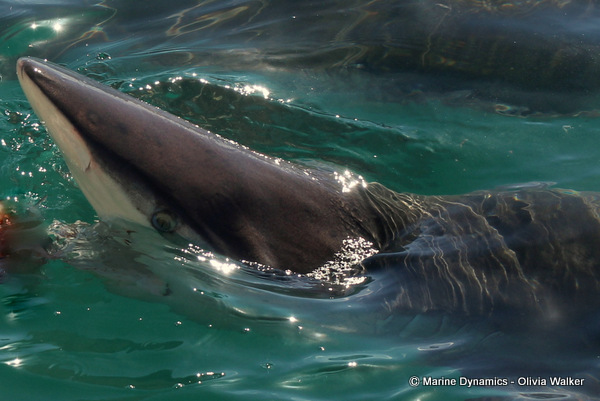Bronze Whaler shark, South Africa