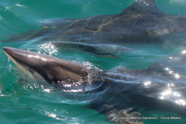 Bronze Whaler shark, South Africa