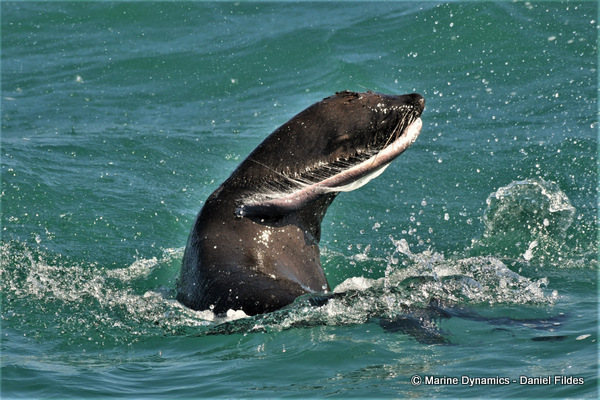 Cape Fur seal, South Africa