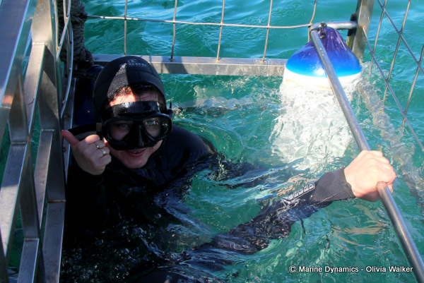shark cage diving, South Africa