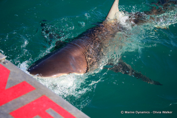 Bronze Whaler shark, South Africa