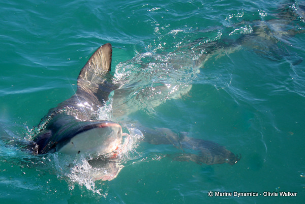 Bronze Whaler shark, South Africa