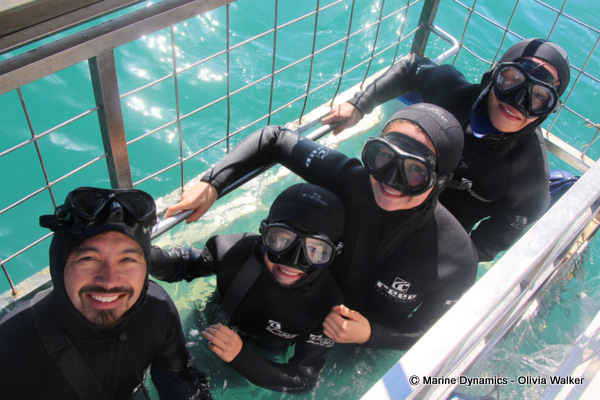 shark cage diving, South Africa