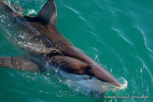 Bronze Whaler sharks, South Africa