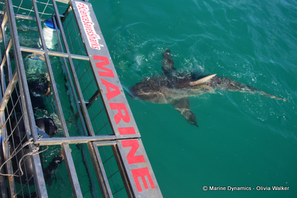 Bronze Whaler sharks, South Africa