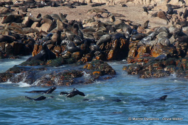 Cape Fur seals, South Africa