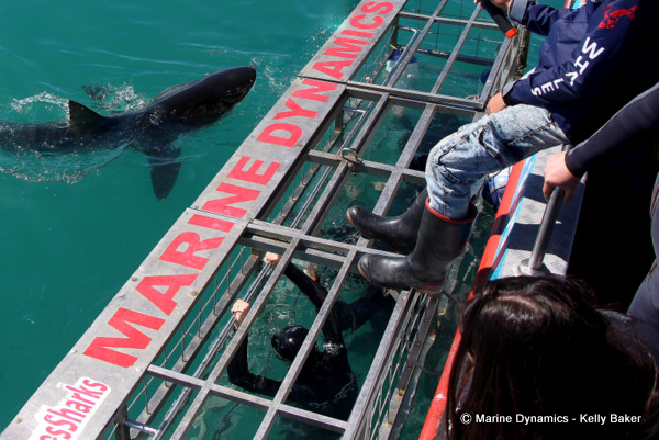 Bronze Whaler sharks, South Africa