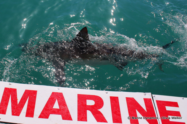 Bronze Whaler sharks, South Africa